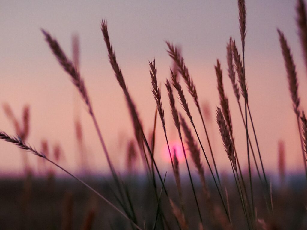 summer, grasses, sunset, purple, nature, landscape, prairie
